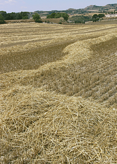 Cereal straw (Triticum spp. (residue))