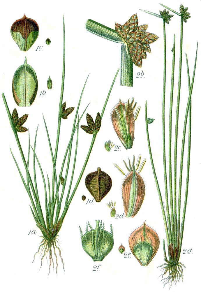 Bulrush / club-rush (Schoenoplectus spp.)