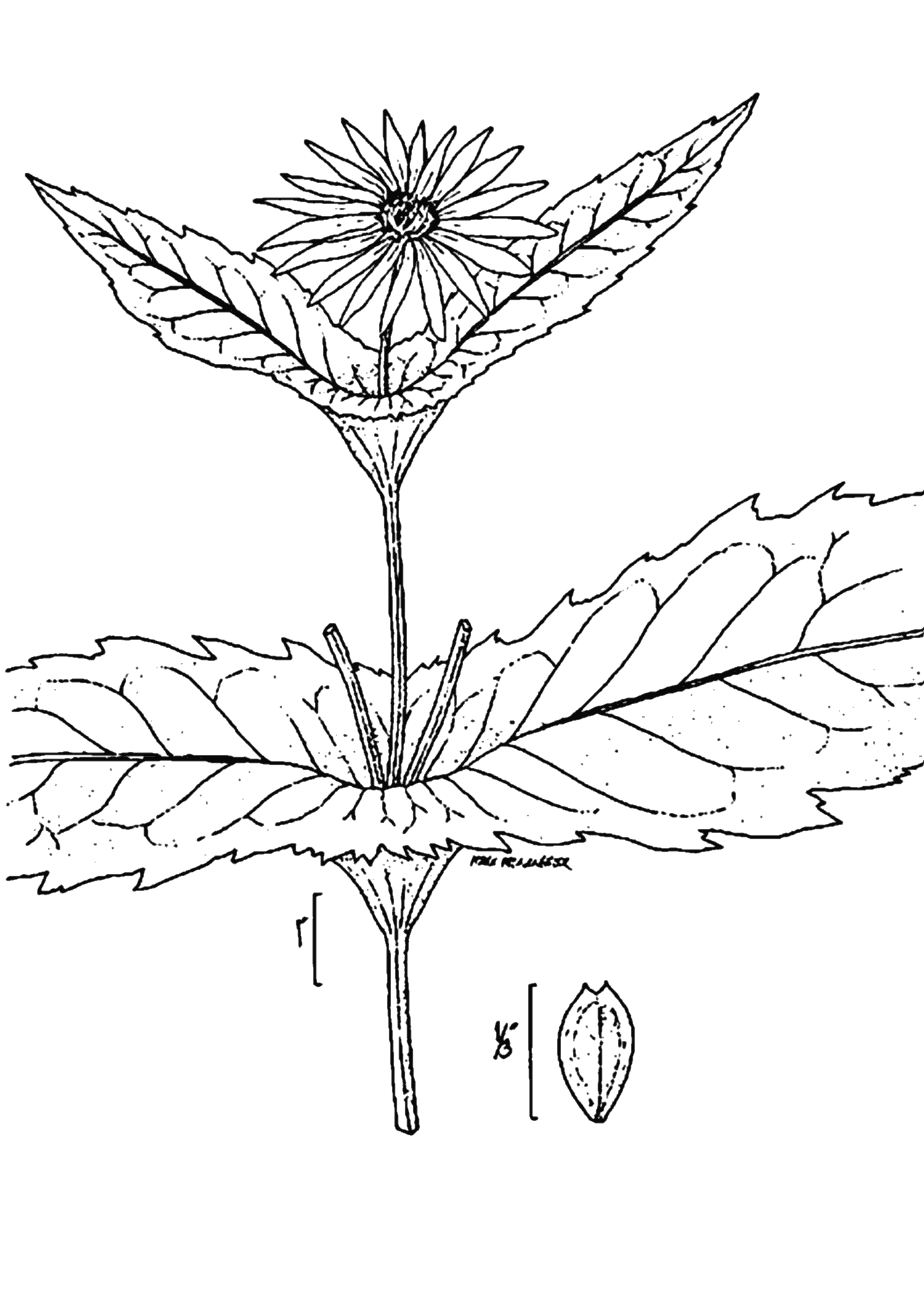 Cup plant (Silphium perfoliatum)