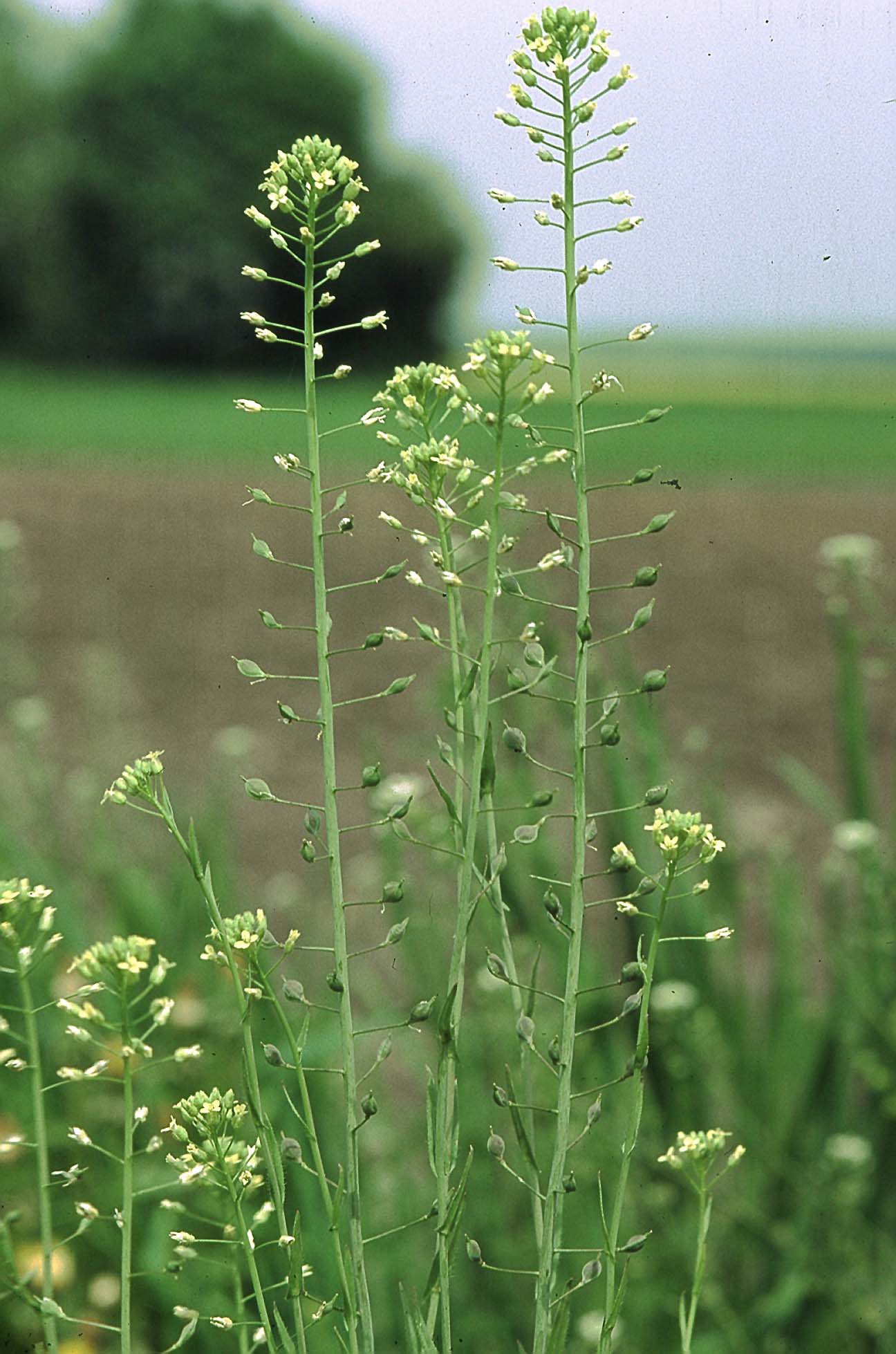 Camelina (Camelina sativa)