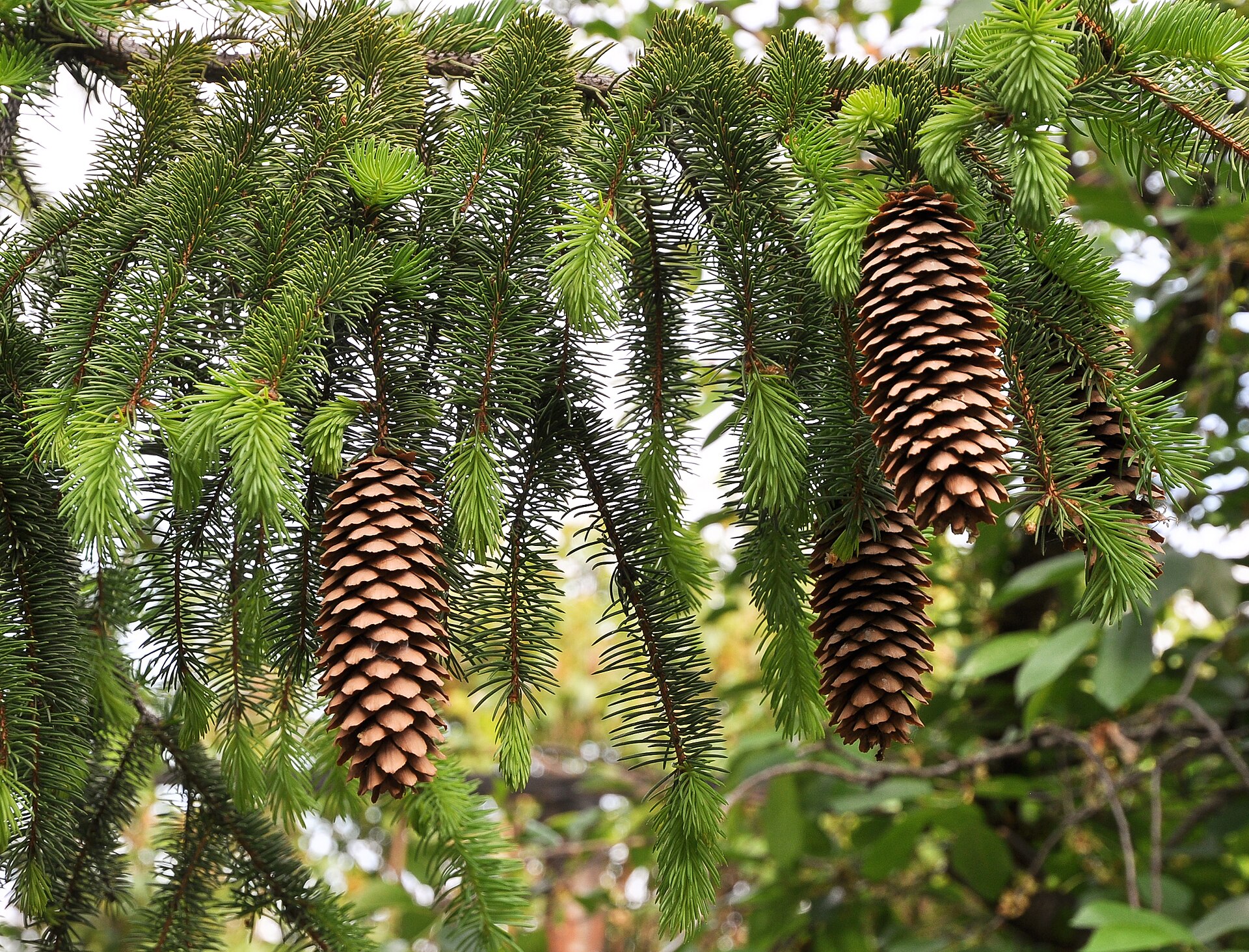Norway spruce (Picea abies)