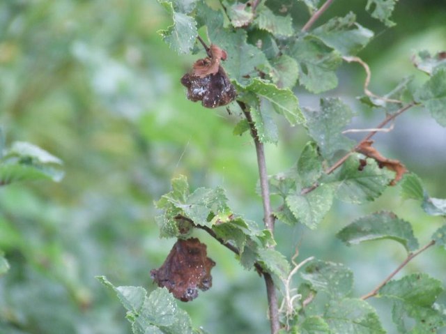 Elm (Ulmus spp.)
