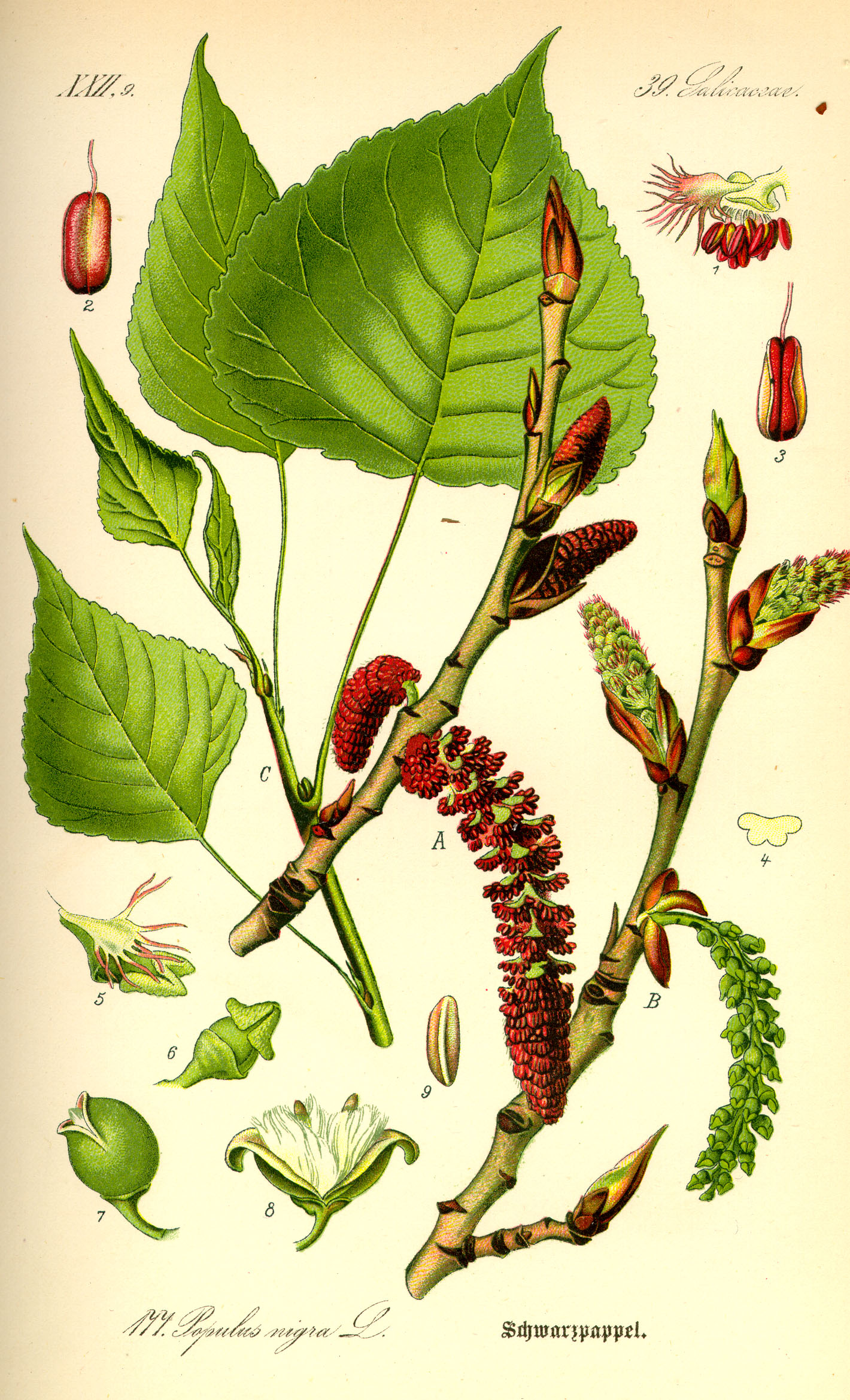 Poplar (Populus spp.)
