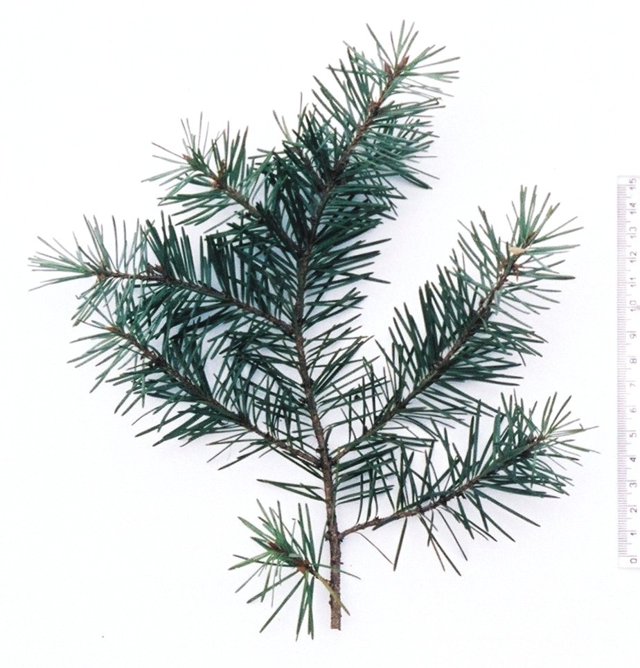 Douglas fir (Pseudotsuga menziesii)