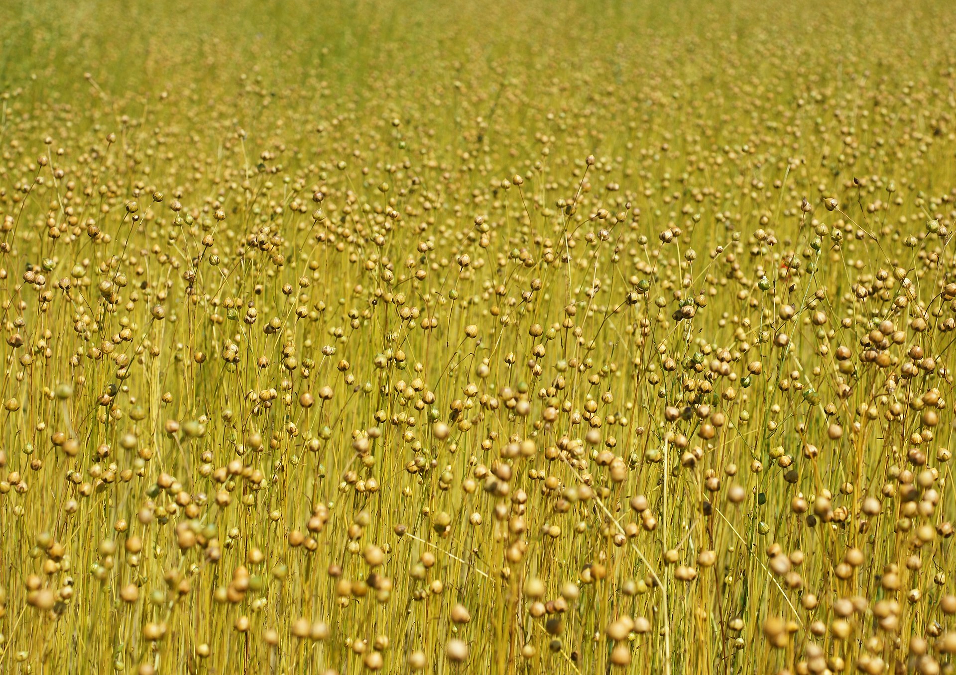 Flax (Linum usitatissimum)