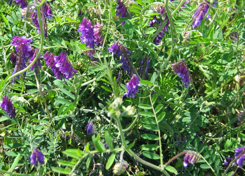 Hairy vetch (Vicia villosa)