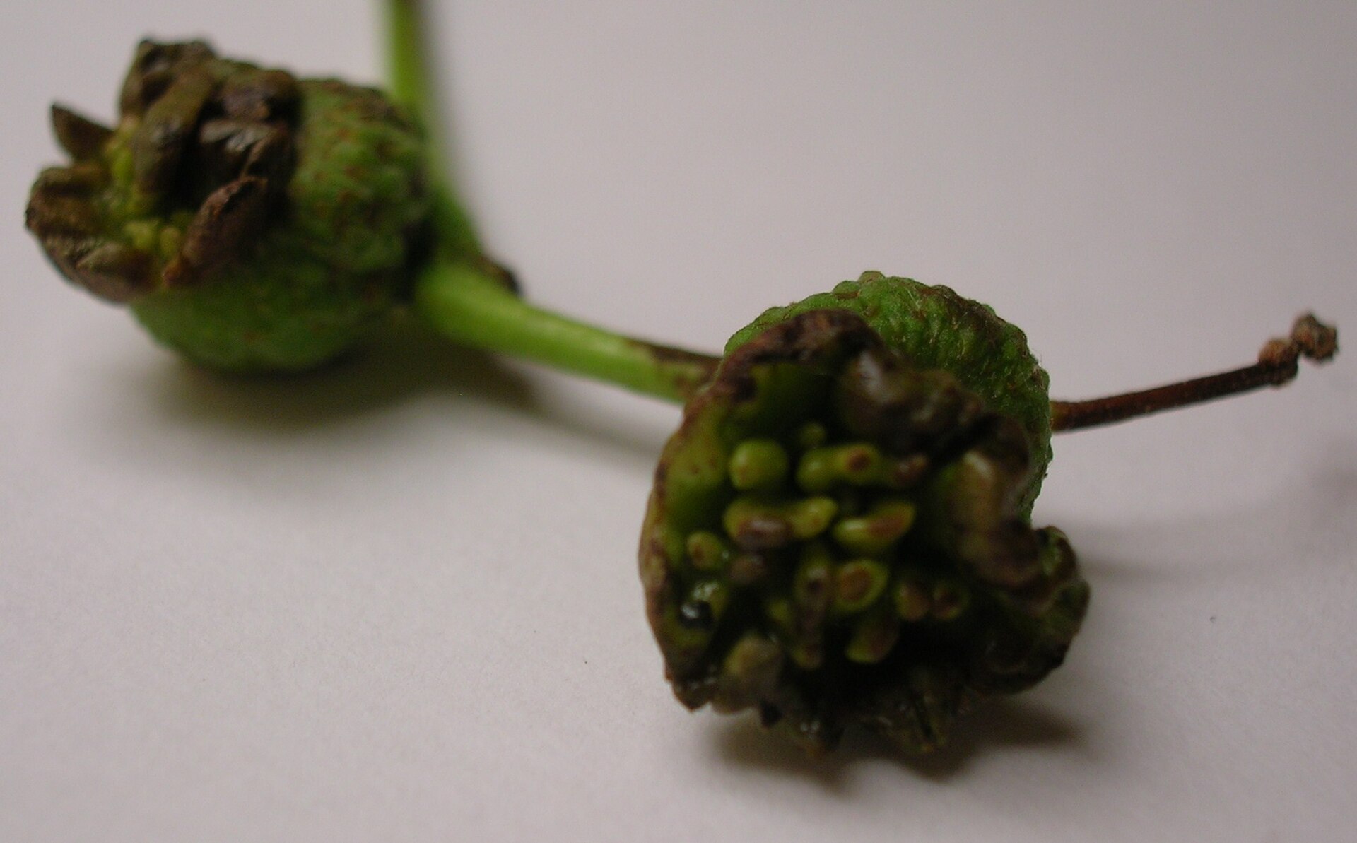 Oak (Quercus robur / Quercus petraea)
