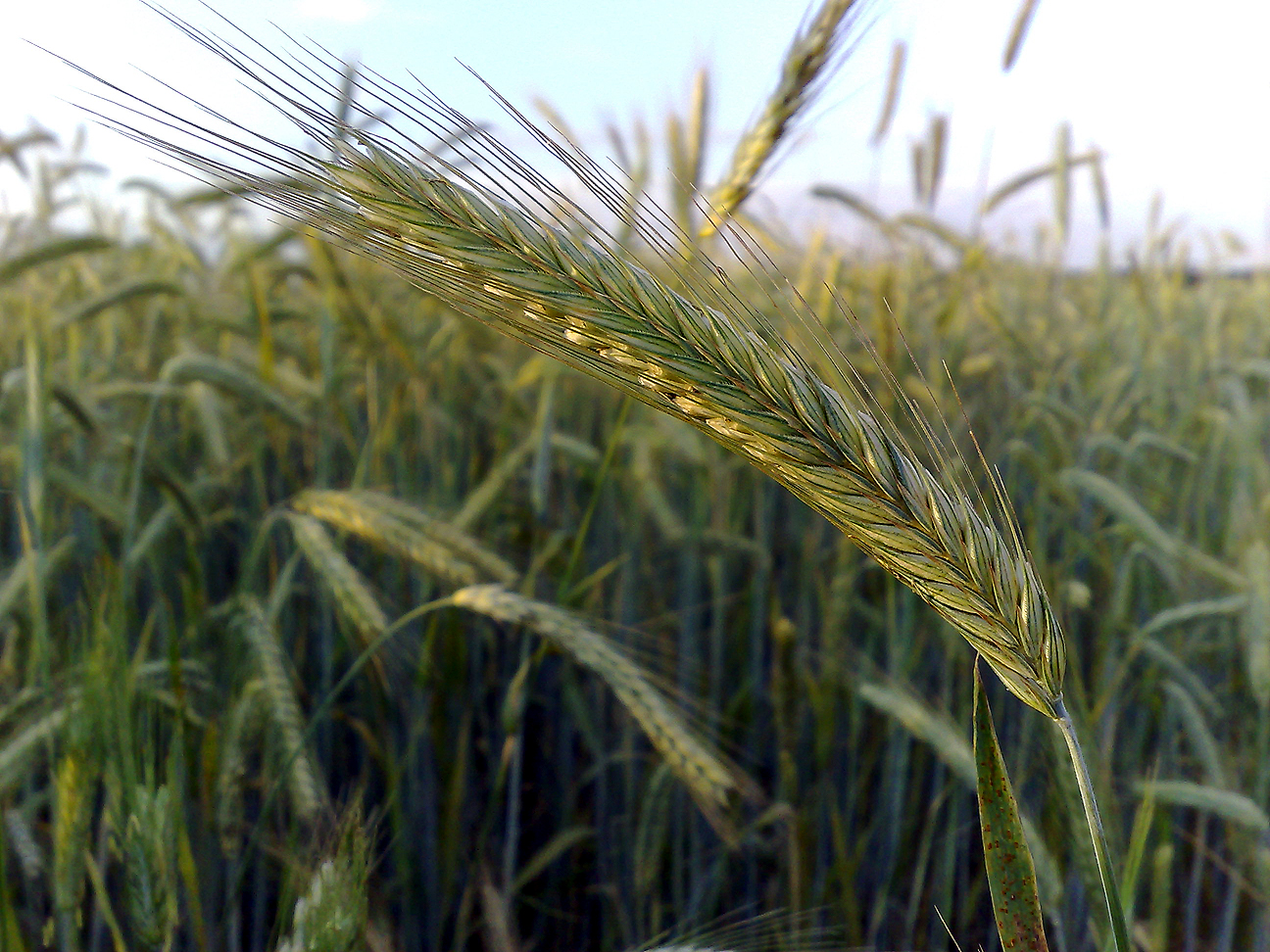 Winter rye (Secale cereale)