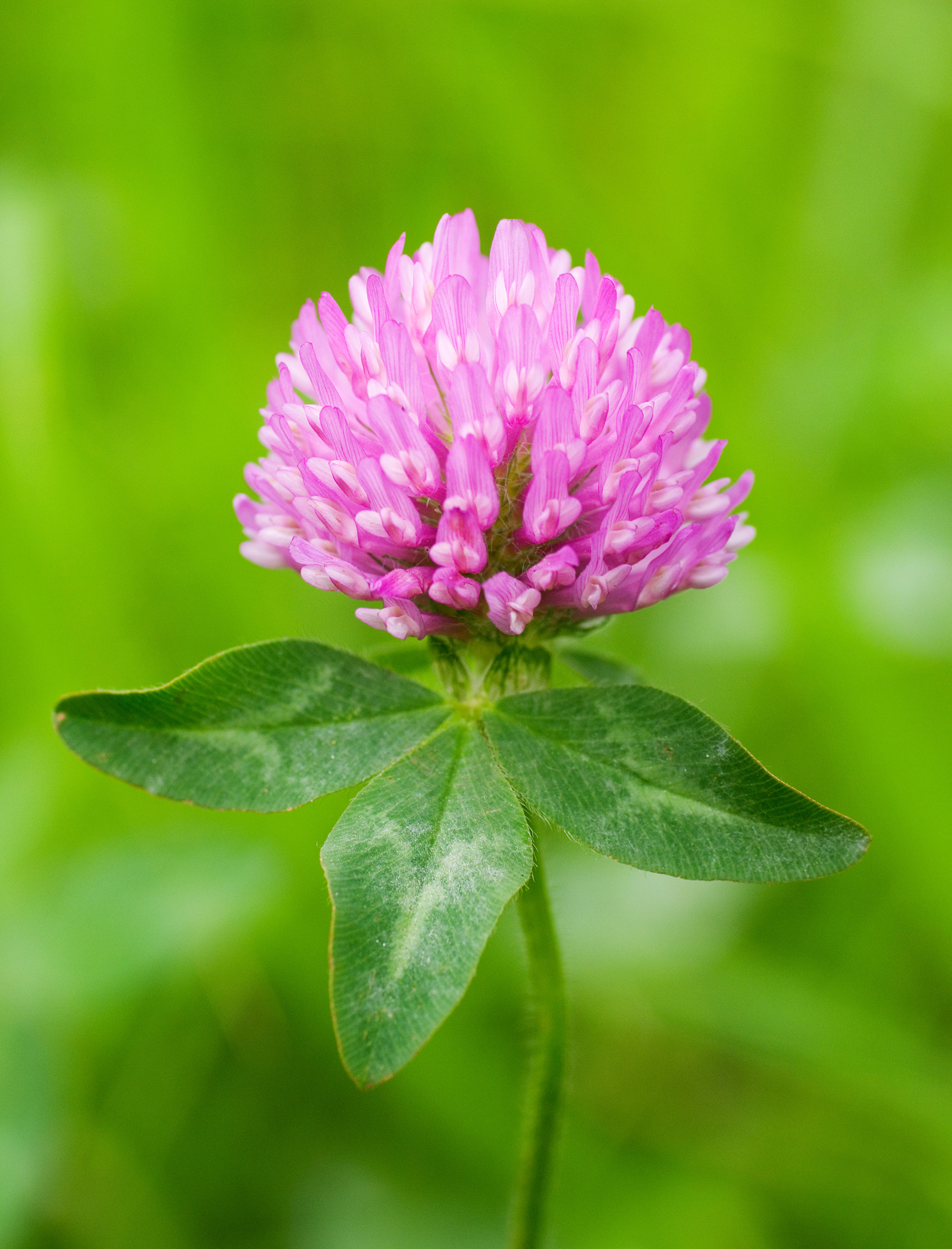 Red clover (Trifolium pratense)