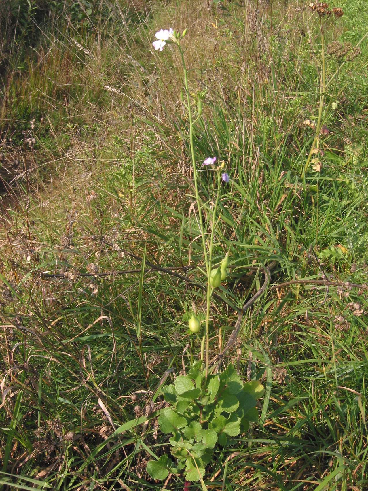 Fodder radish (Raphanus sativus var. oleiformis)
