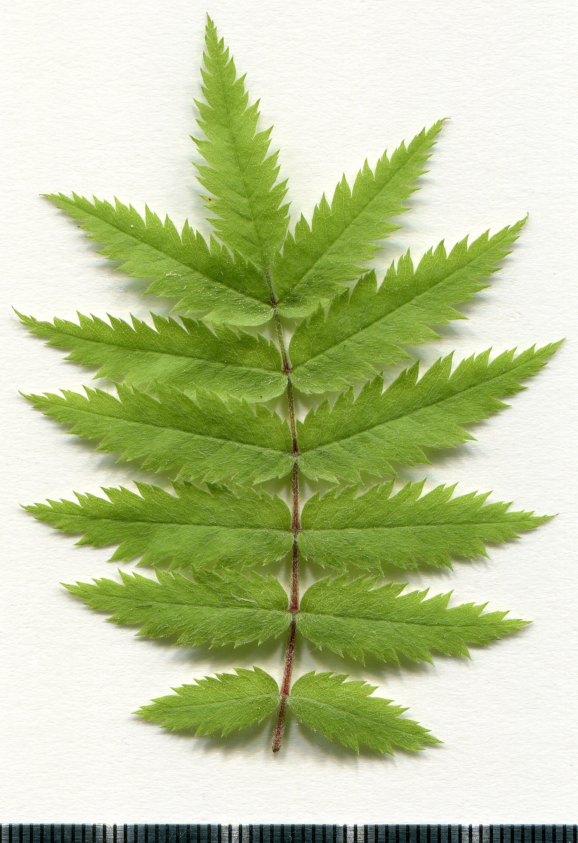 Rowan (Sorbus aucuparia)