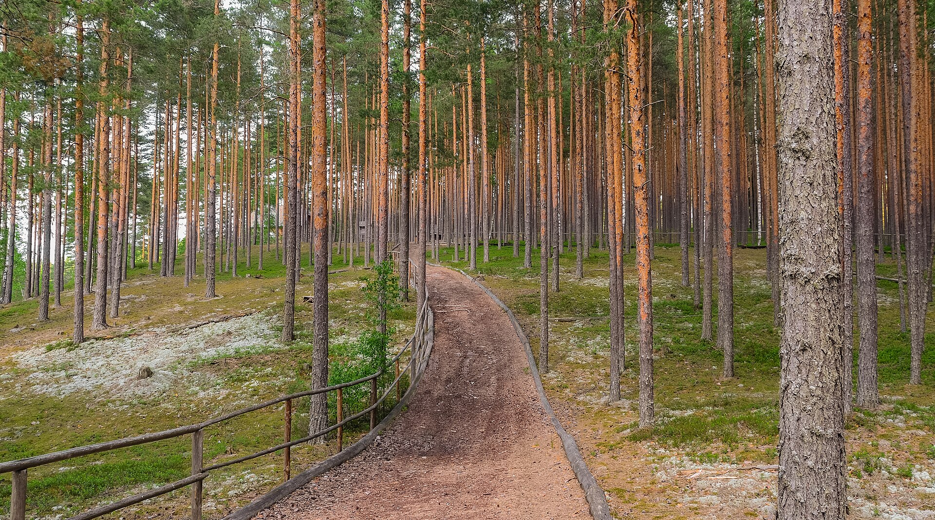 Scots pine (Pinus sylvestris)