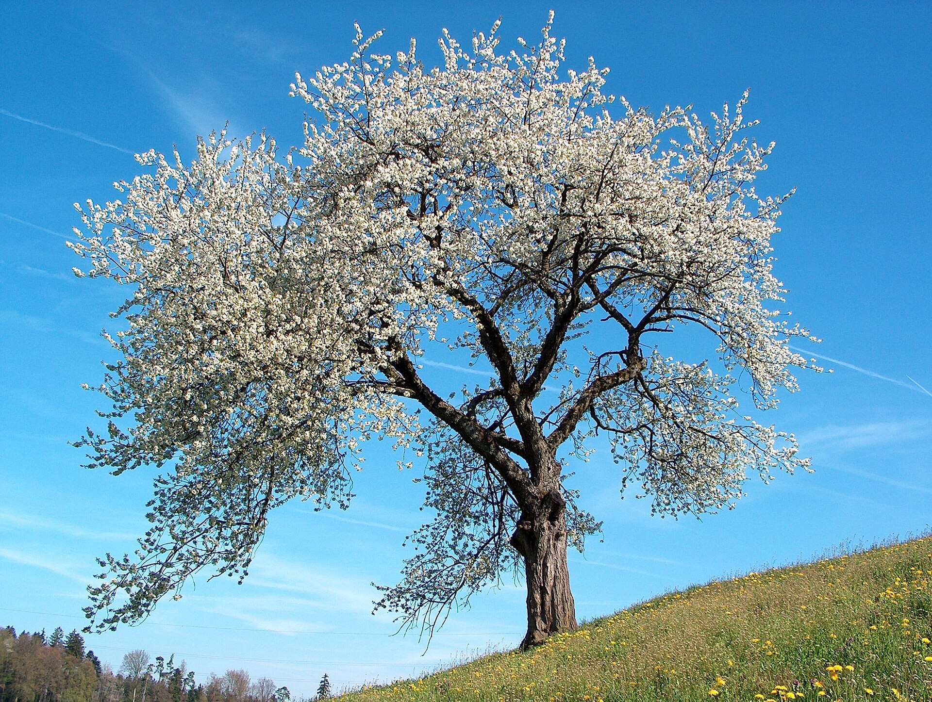 Cherry (Prunus avium)
