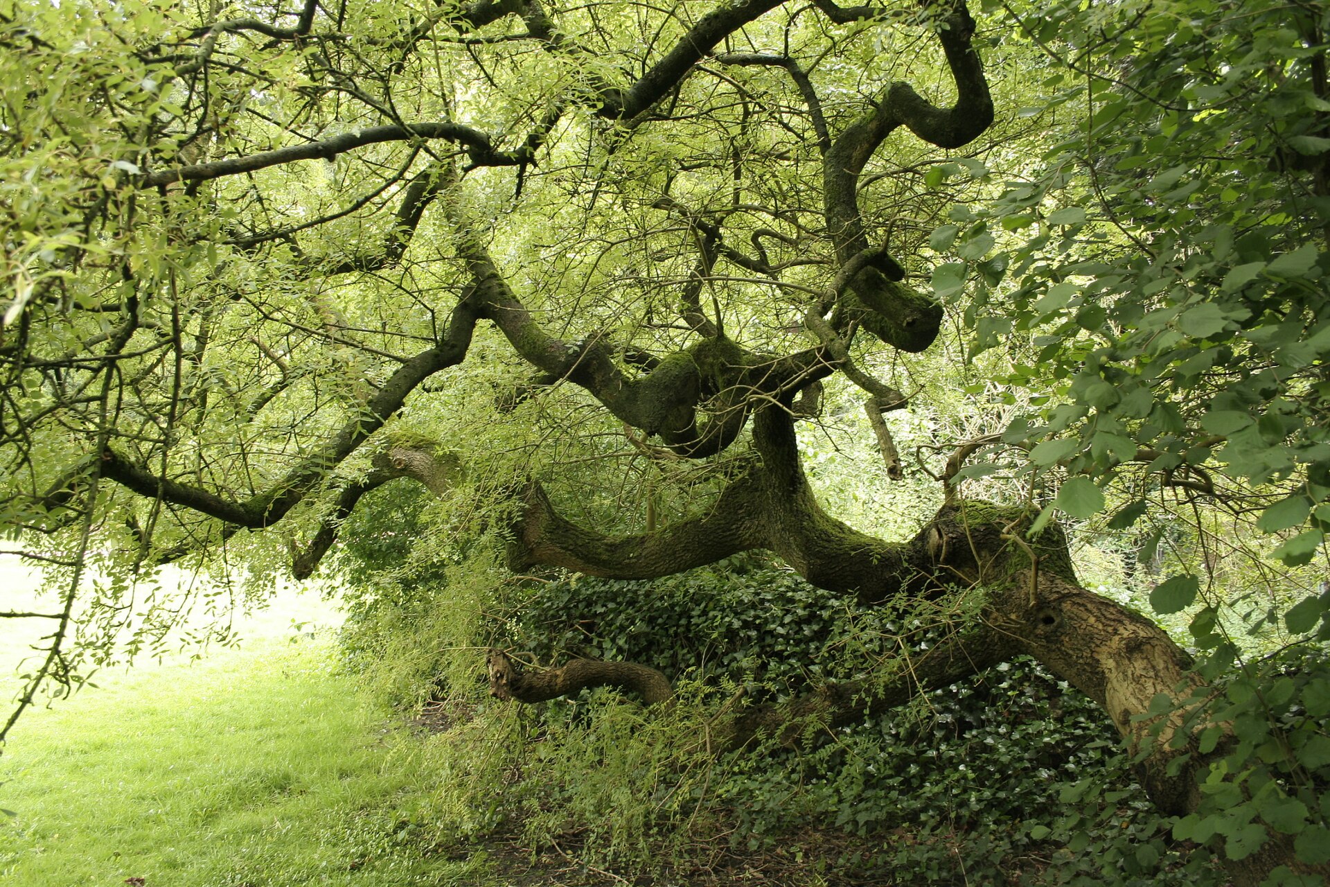 Ash (Fraxinus excelsior)