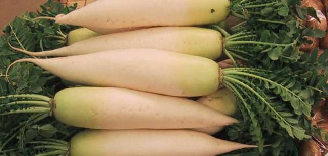 Tillage radish (Raphanus sativus 'Daikon')