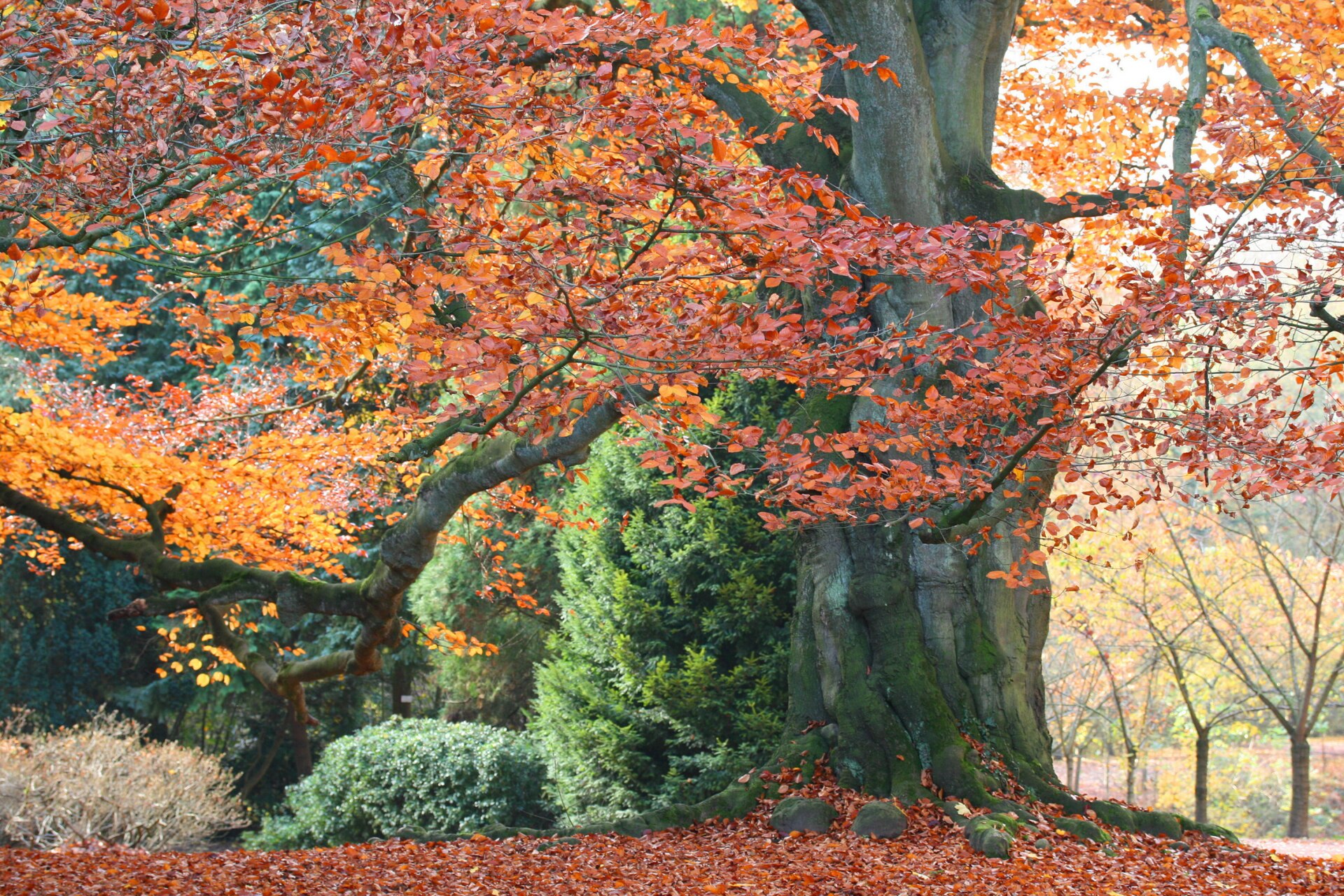 Beech (Fagus sylvatica)