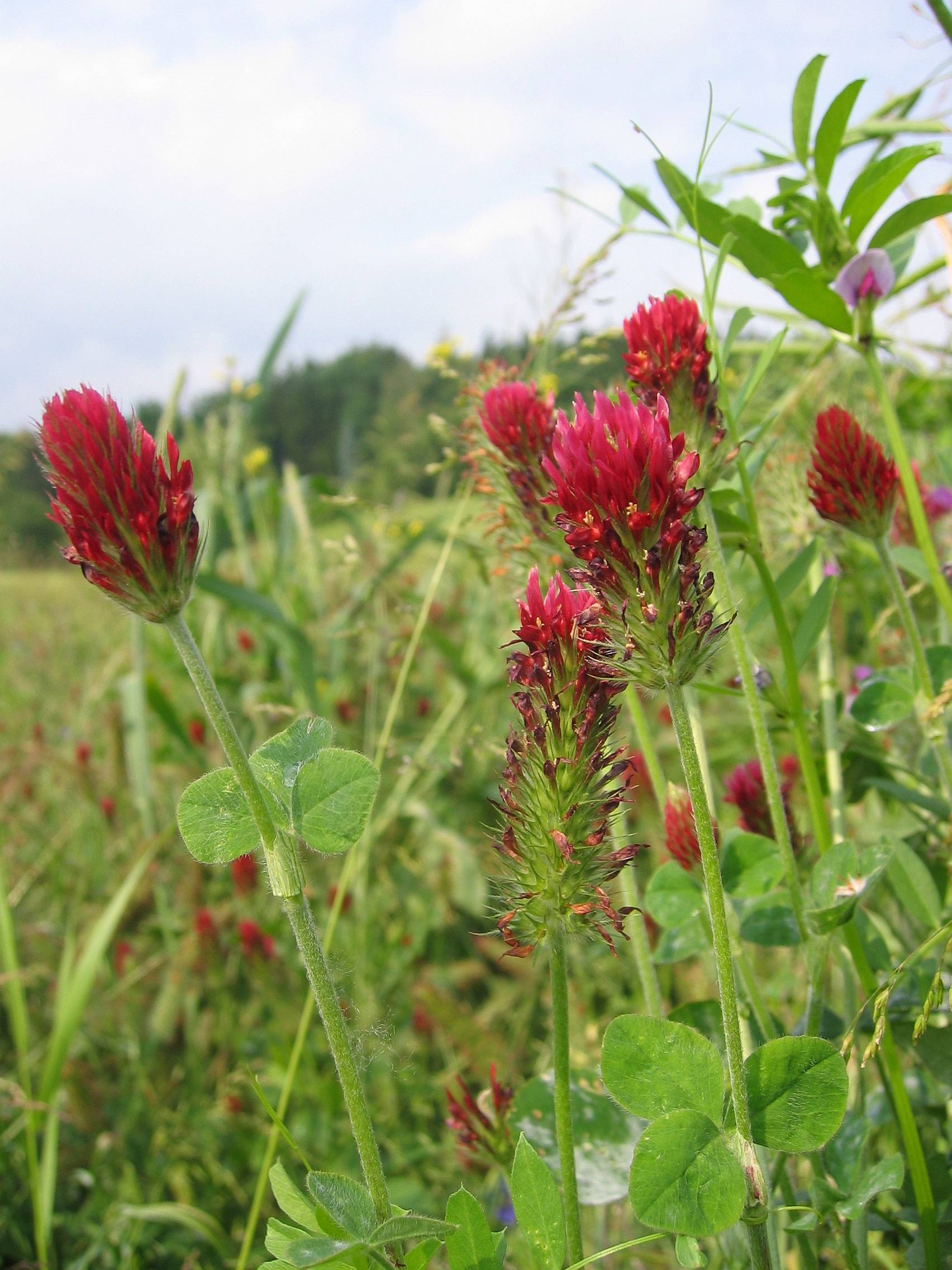 Crimson clover (Trifolium incarnatum)