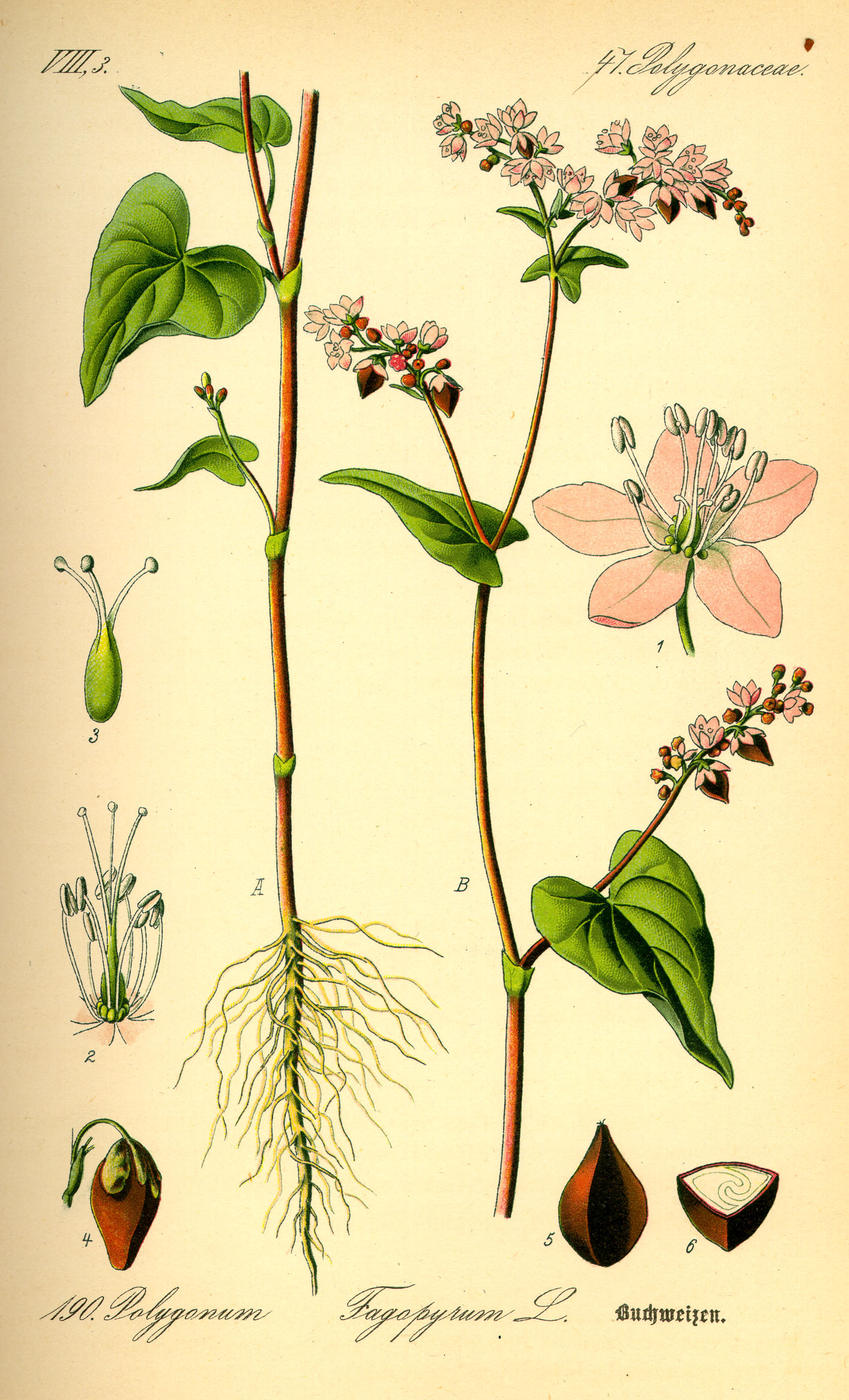 Buckwheat (Fagopyrum esculentum)