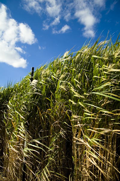 Miscanthus / elephant grass (Miscanthus x giganteus)