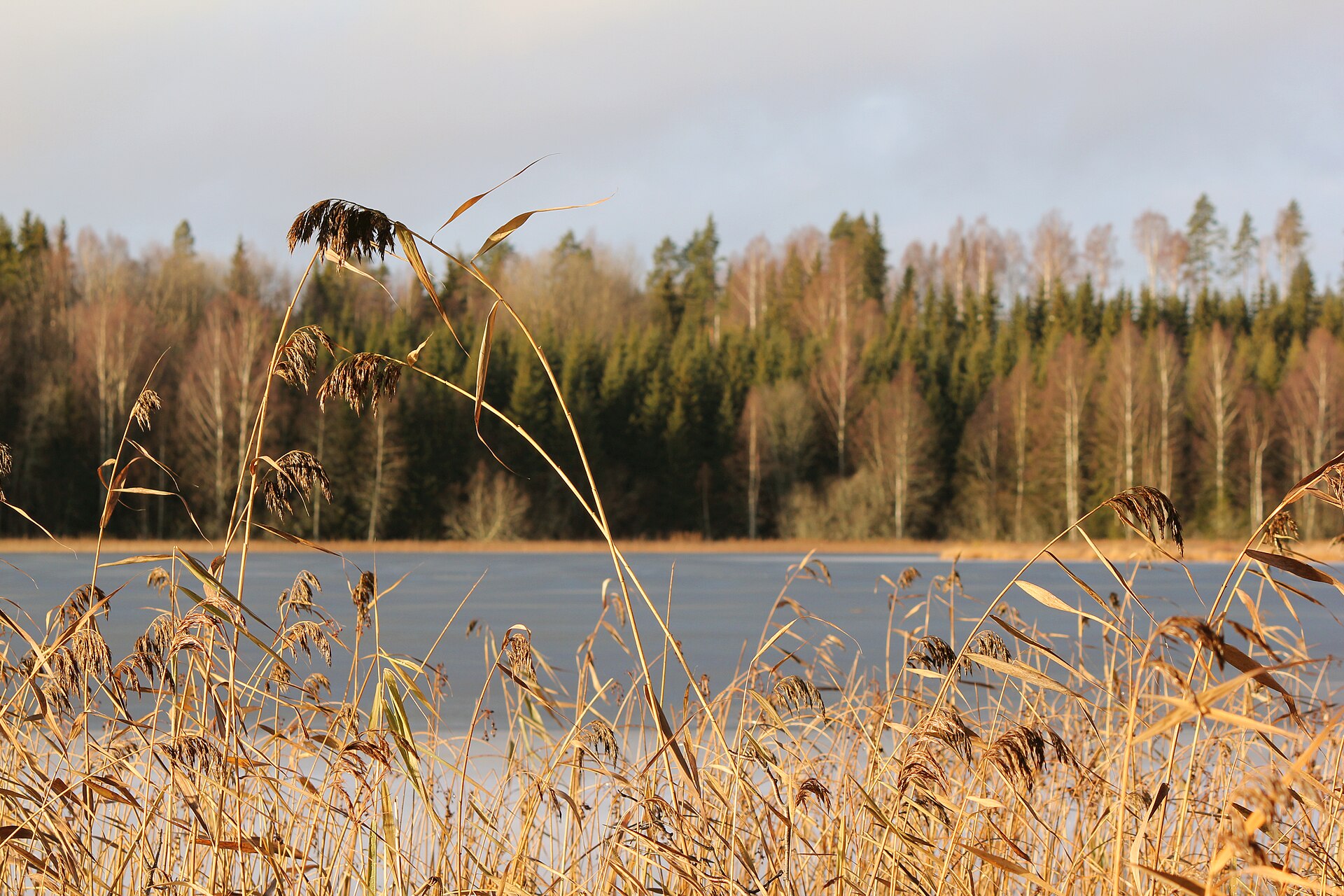 Common reed (Phragmites australis)