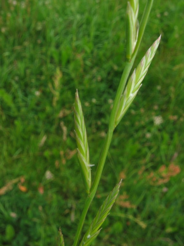 Italian ryegrass (Lolium multiflorum)