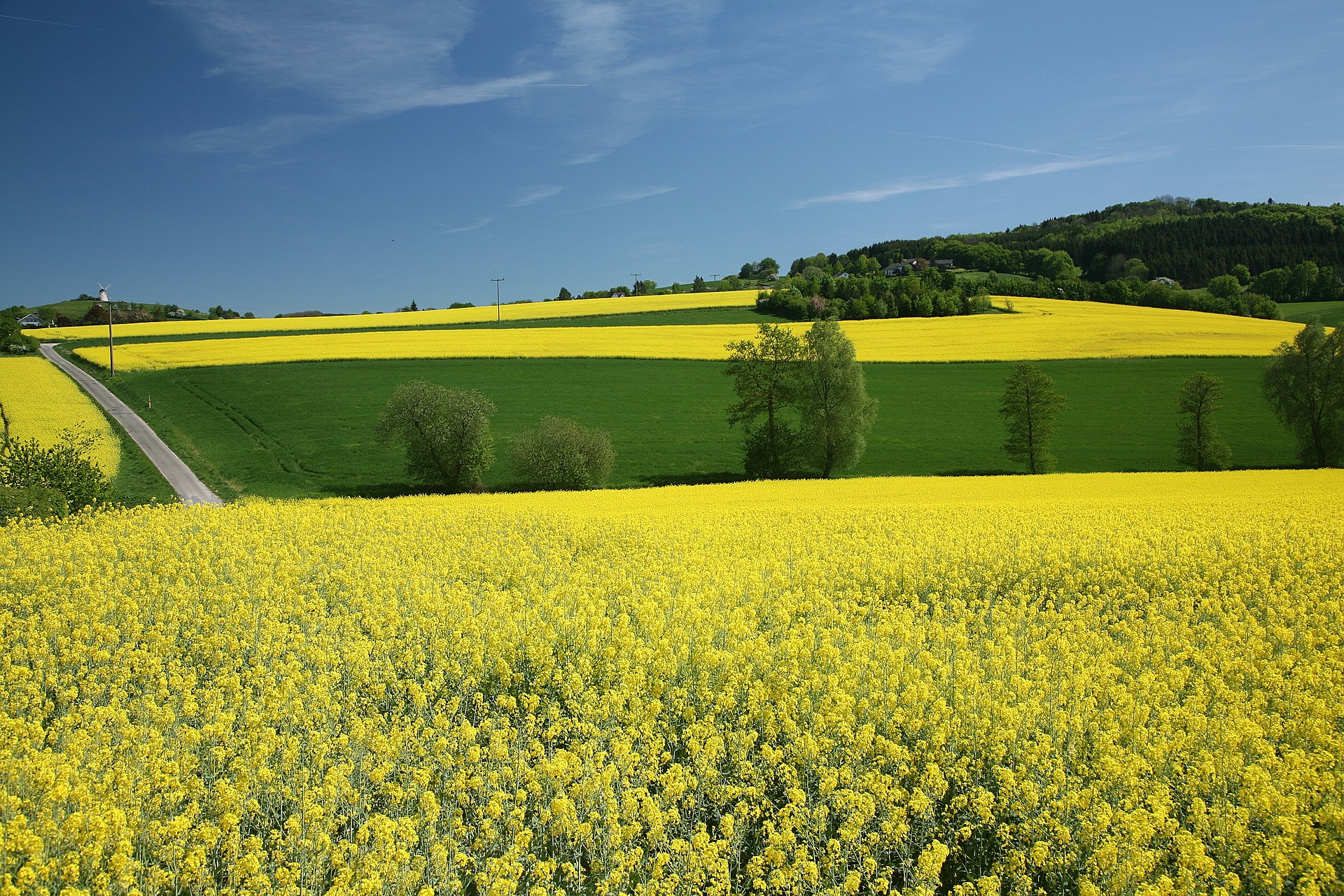 Oilseed rape (Brassica napus)
