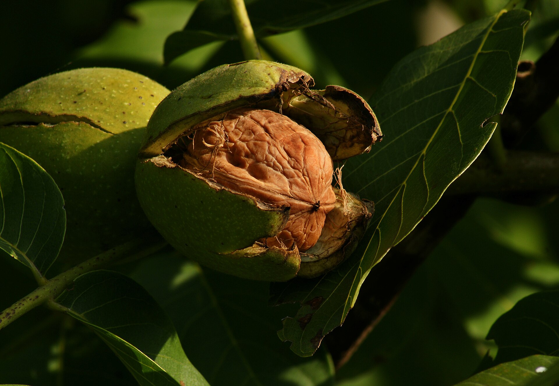 Walnut (Juglans regia)
