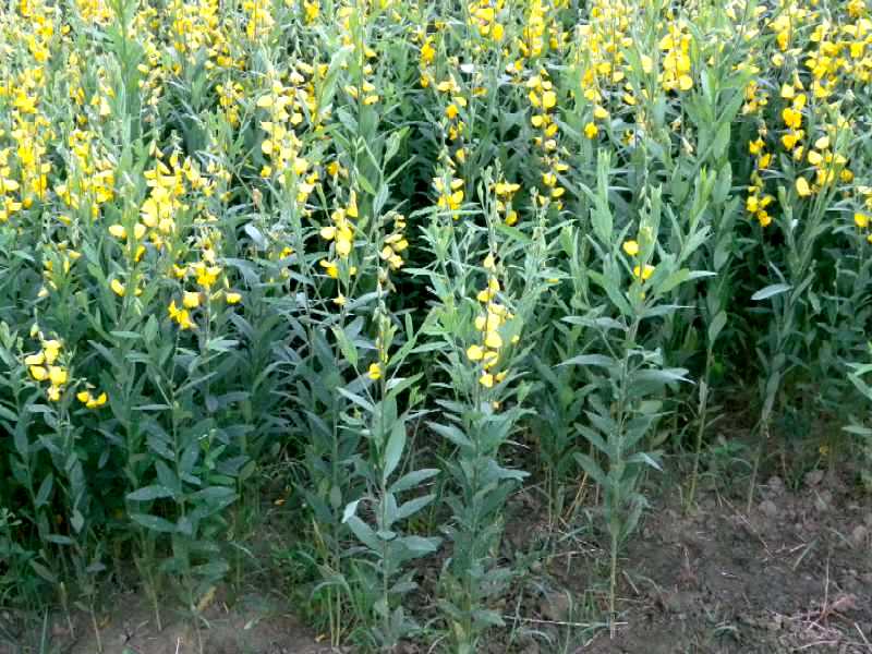 Sun hemp (Crotalaria juncea)