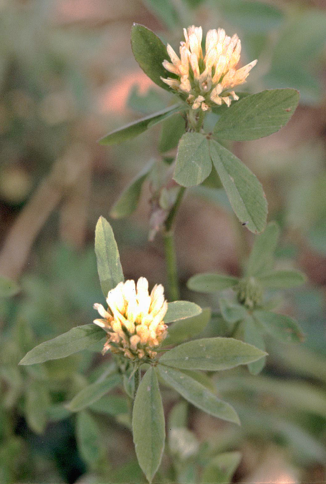 Berseem clover (Trifolium alexandrinum)