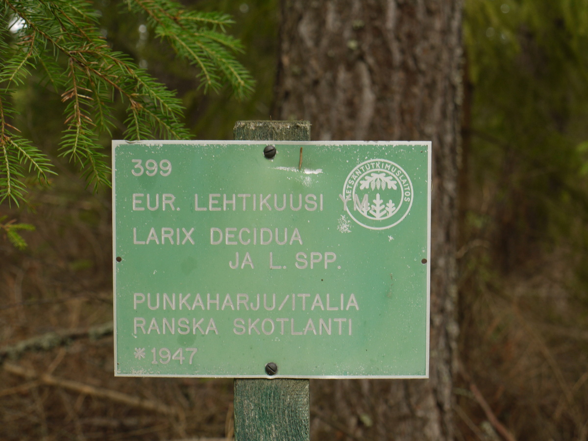 Larch (Larix spp.)