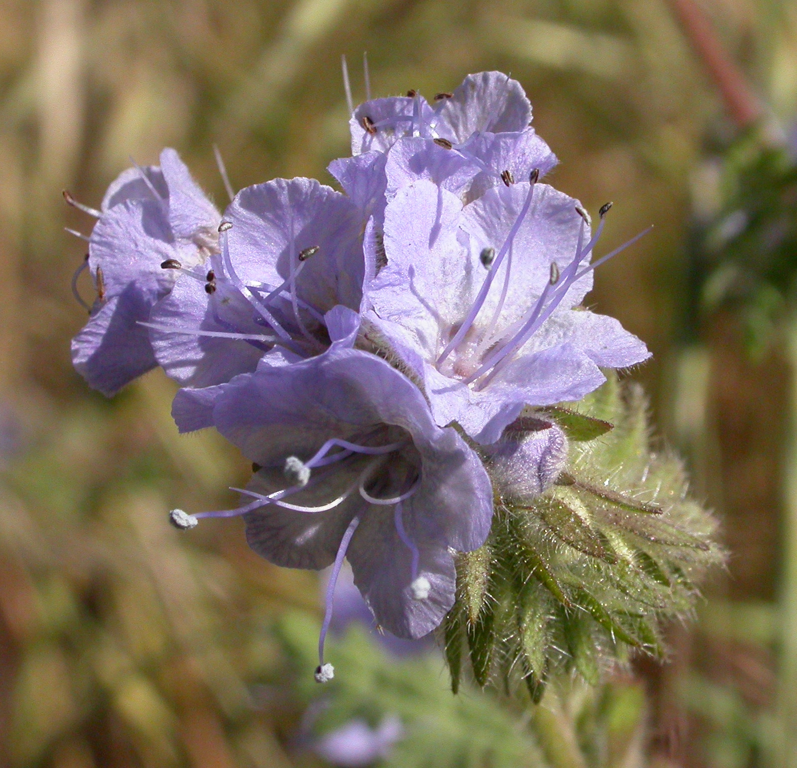 Phacelia (Phacelia tanacetifolia)