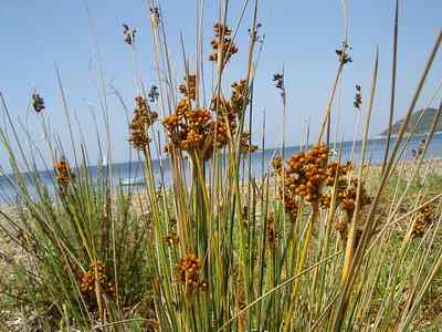 Rush (Juncus spp.)