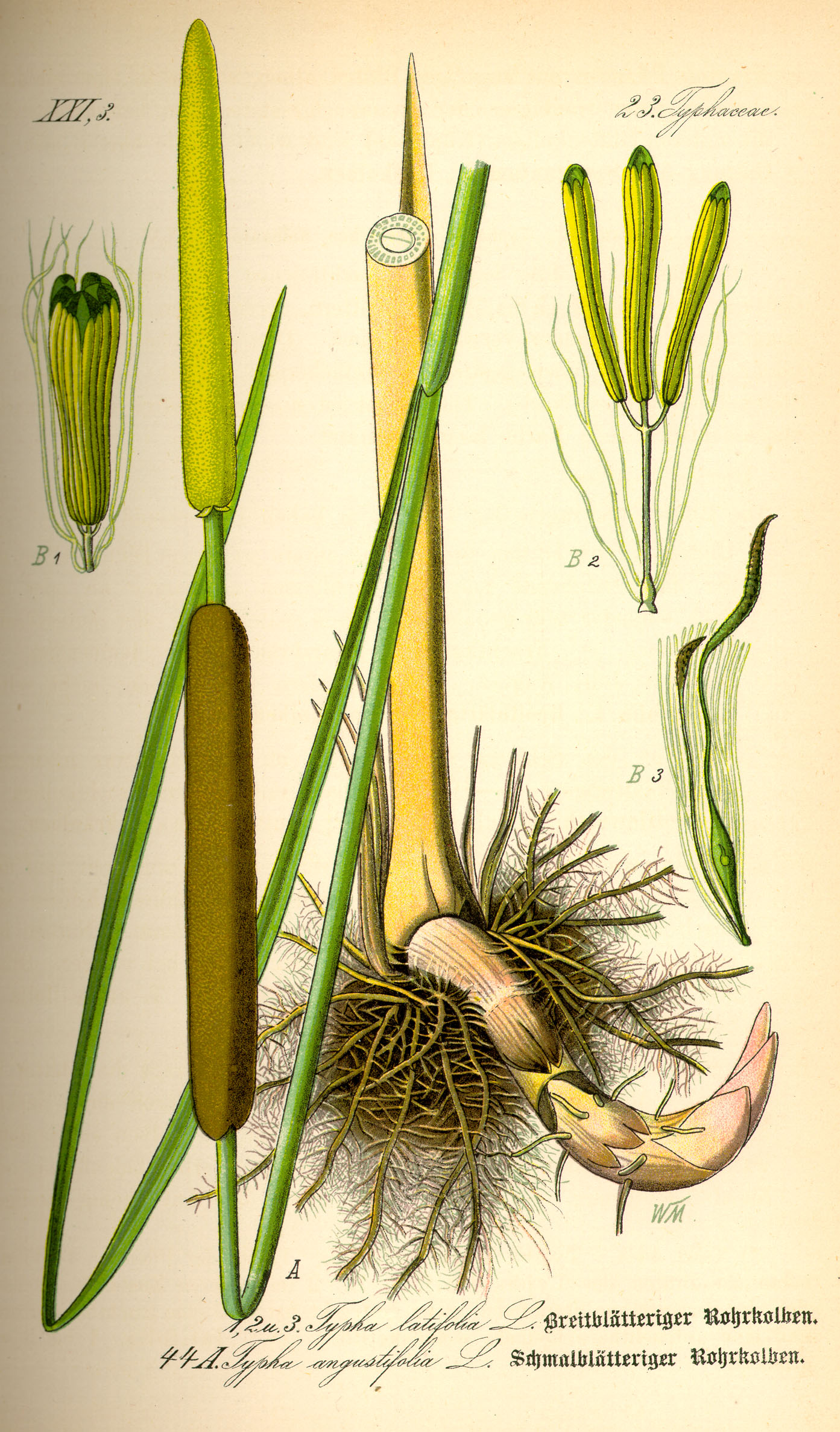 Cattail / bulrush (Typha latifolia / Typha angustifolia)