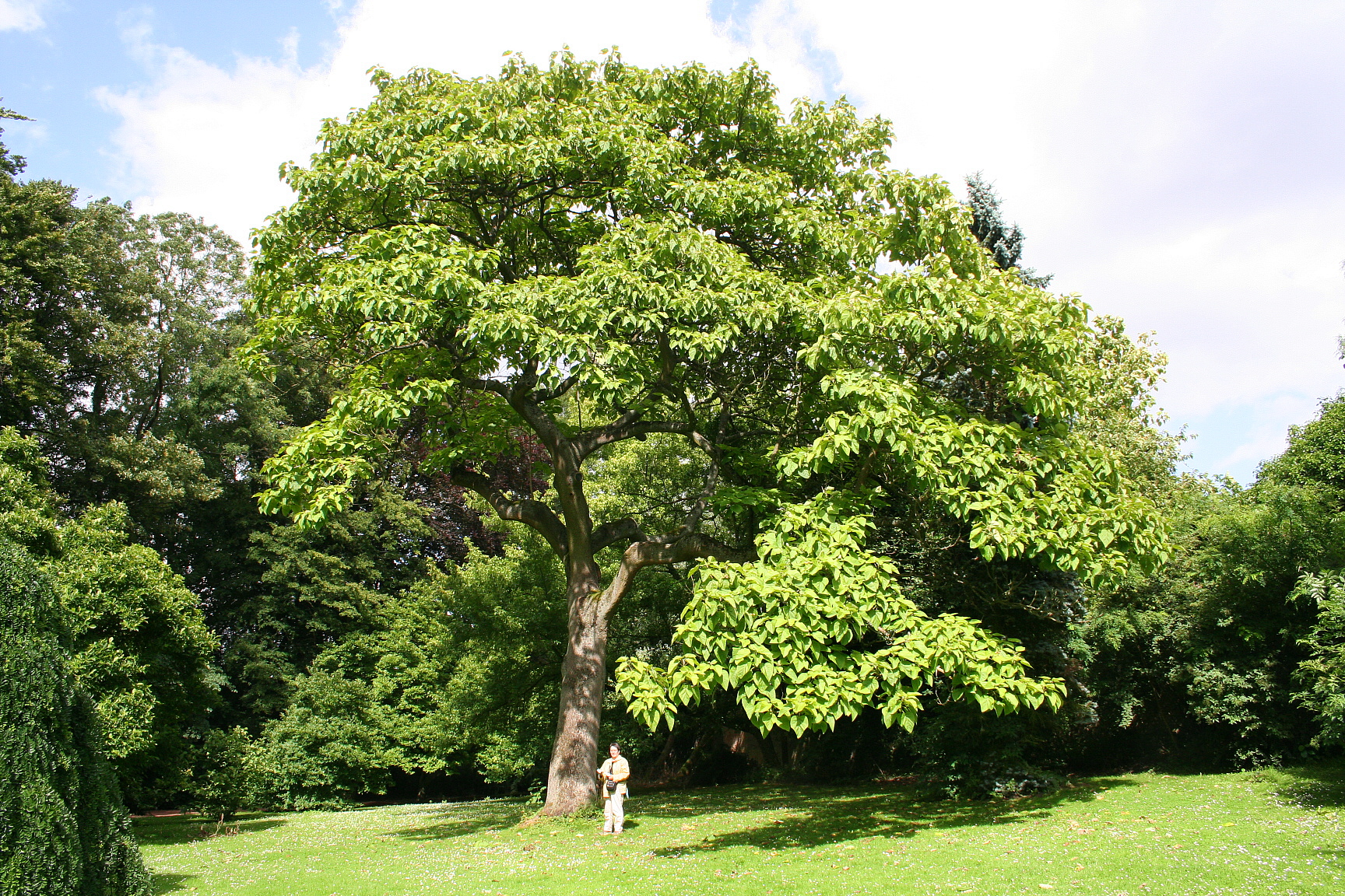 Empress tree (Paulownia tomentosa)