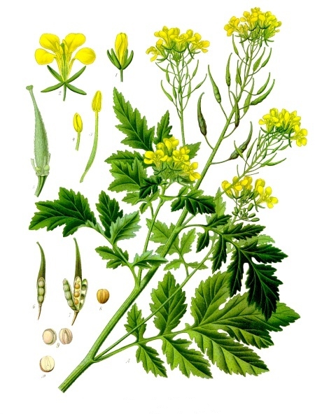 White mustard (Sinapis alba)