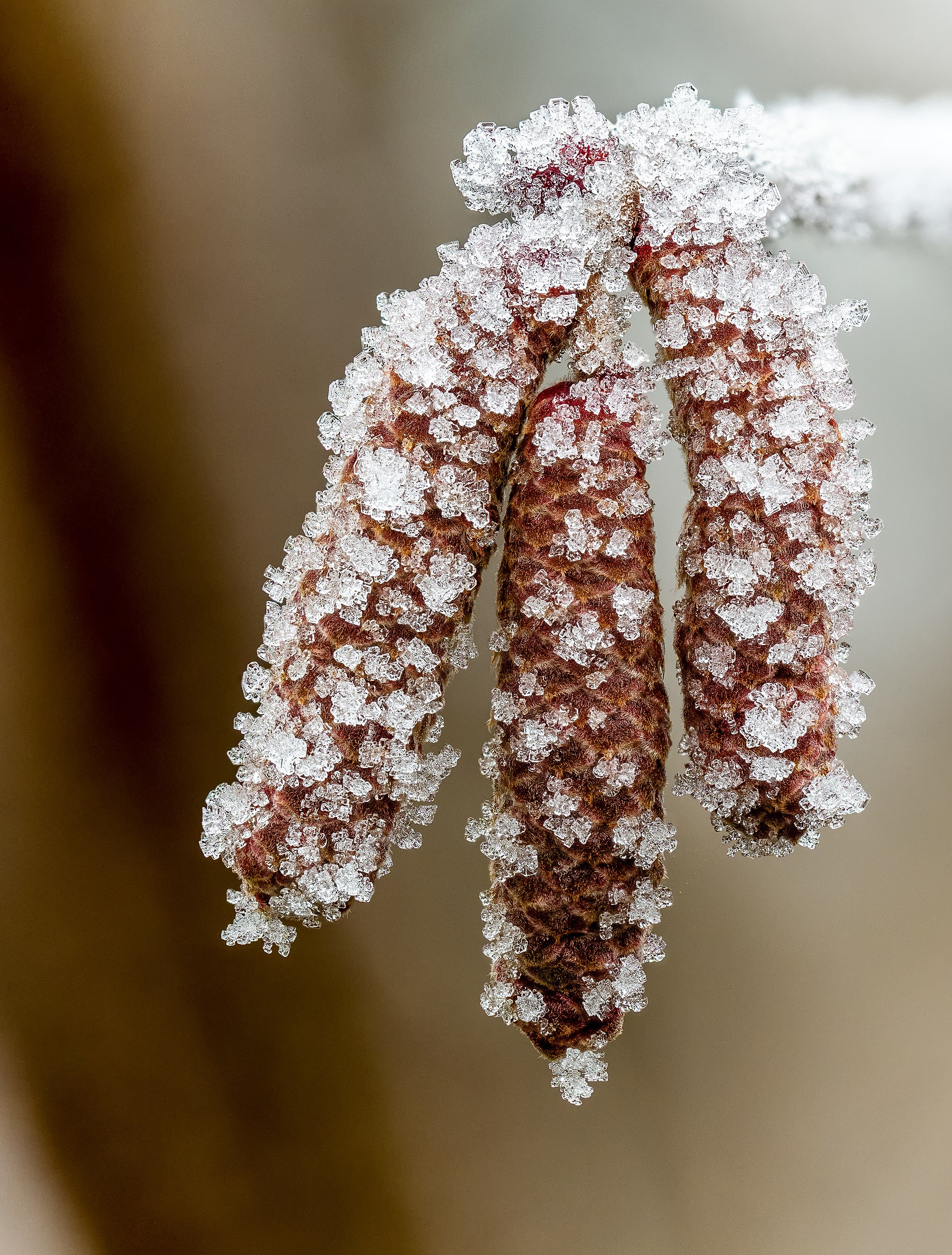 Hazel (Corylus avellana)