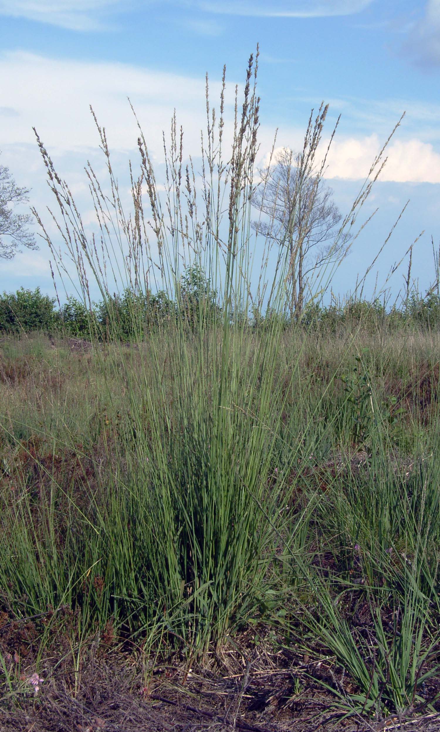 Purple moor grass (Molinia caerulea)