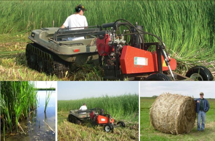 Botanica – Water, Land and Dykes pilot site, North Holland: cattail harvesting