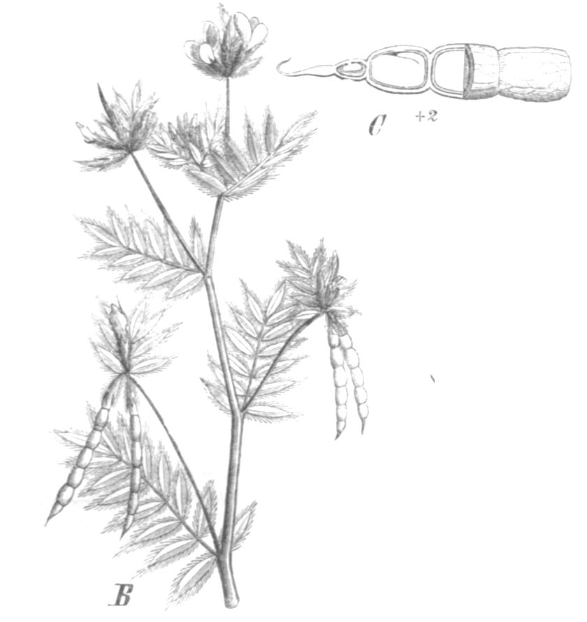 Serradella (Ornithopus sativus)