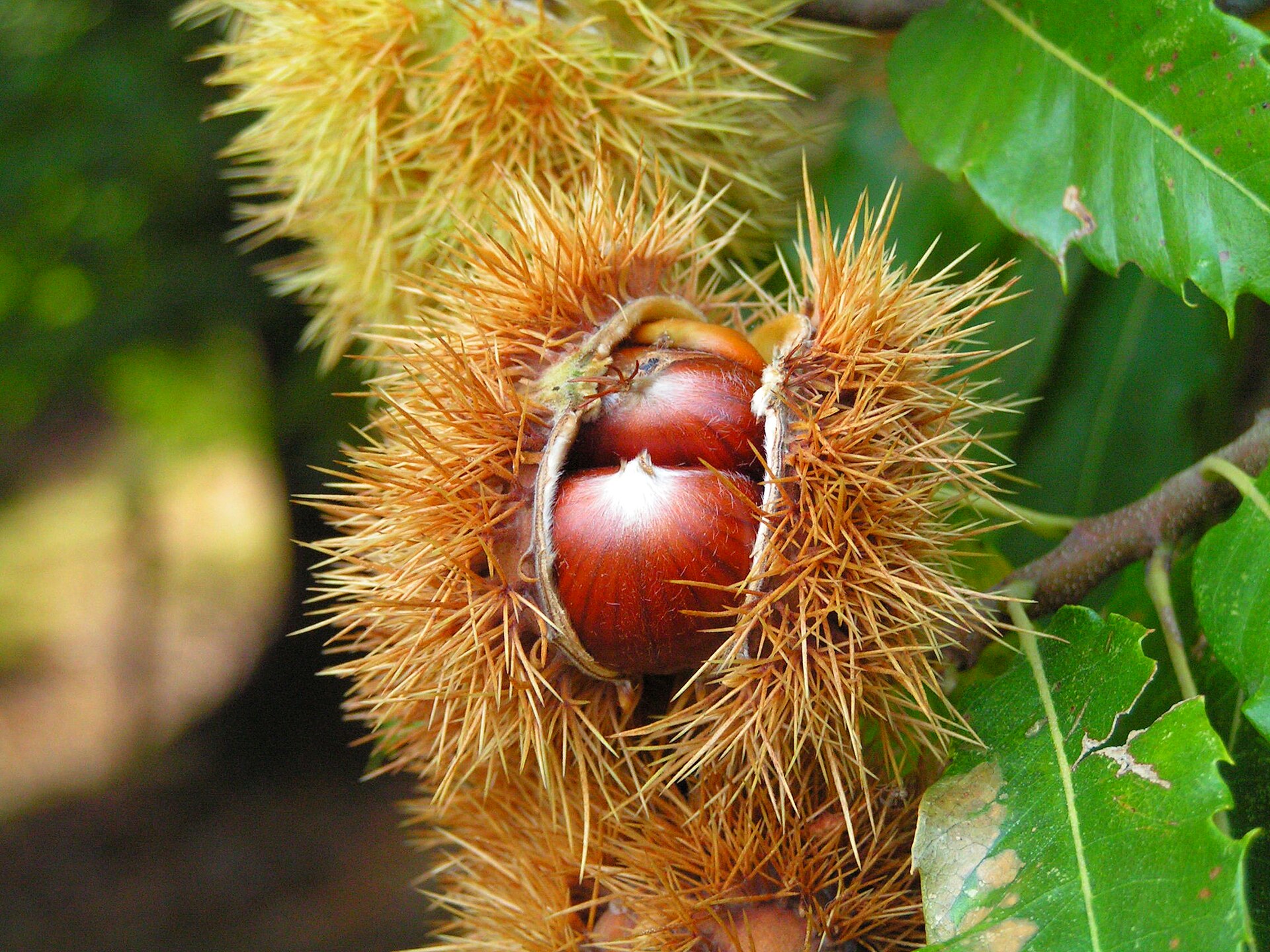 Sweet chestnut (Castanea sativa)