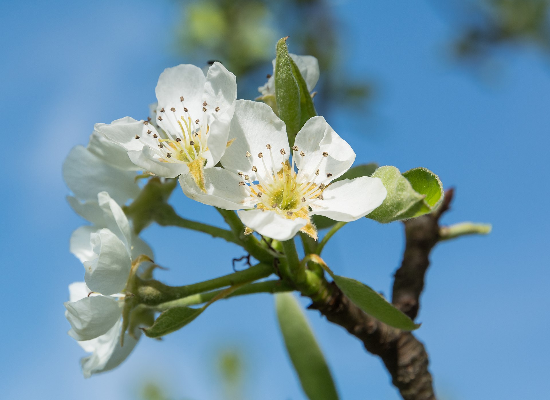 Pear (Pyrus communis)